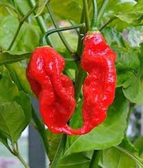 GHOST PEPPER Pepper Seeds (Aka Naga Viper Chili, Snake Pepper, Bhut Jolokia Hot Pepper)