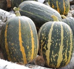 Rare Heirloom Organic Tours French Pumpkin Seeds