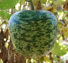 RARE Heirloom Organic Apple Gourd Seeds