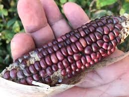 RARE Heirloom Organic Peruvian purple Corn Seeds (Maiz Morado or Incan Ceremonial Maiz)
