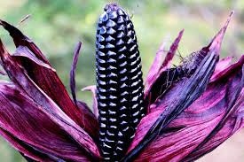 vanilla bean plant seeds for sale Heirloom Organic Vanilla VineVanilla planifolia Seeds !Vanilla bean Or – Shortcake Farms