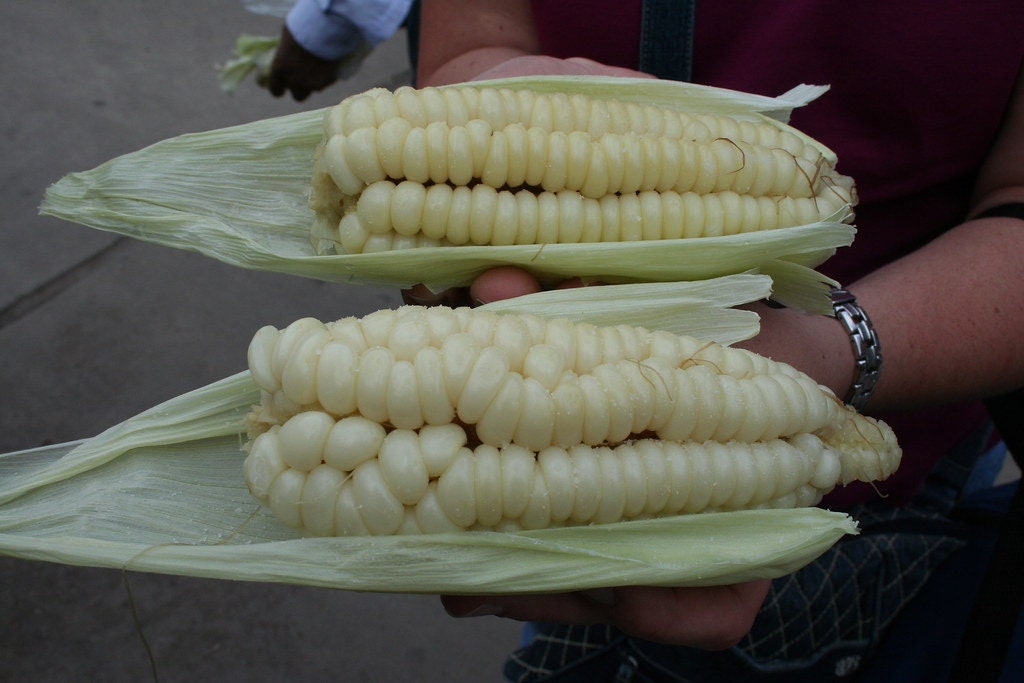 RARE Heirloom Organic Incan Cuzco Maize Seeds !!!WORLD'S LARGEST!! Giant White Peruvian Sweet Corn Seeds