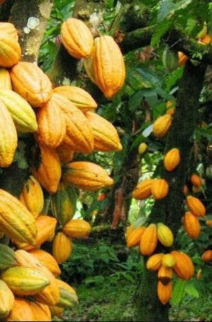 Heirloom Organic Theobroma Cacao Tree Seeds (Chocolate Tree, Cocoa Bean Tree) Raw Food Grade Dry