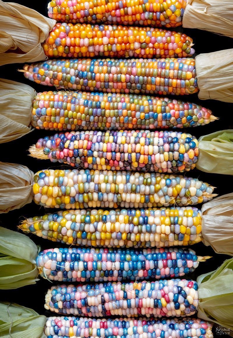 Heirloom Organic Indian Corn Seeds (Aka Glass Gem Corn)