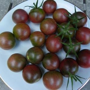 Heirloom Organic Chocolate Cherry Tomato Seeds Solanum lycopersicum