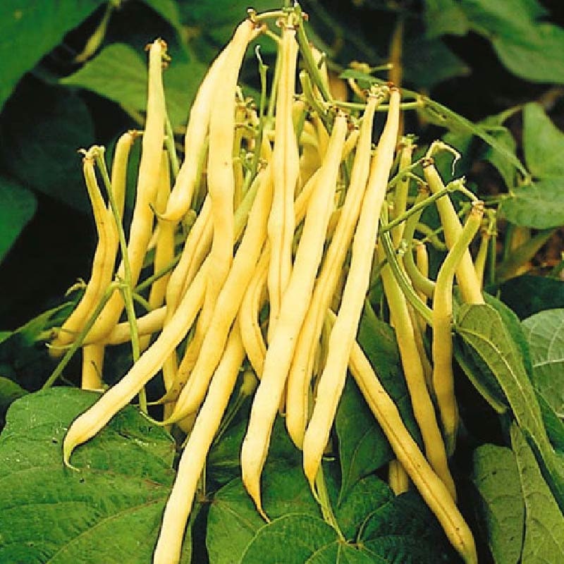 Heirloom Organic Yellow Pencil Pod Bush Bean Seeds