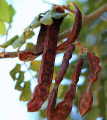 Rare Organic Carob Tree Seeds (Locust Bean Tree/ St. John's Bread Tree)