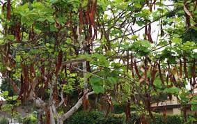 Rare Organic Carob Tree Seeds (Locust Bean Tree/ St. John's Bread Tree)