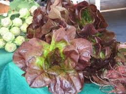 Organic Heirloom Prizehead Lettuce Seeds