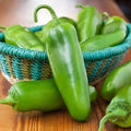 Organic Heirloom Jalapeno Seeds ("Jalapeño Temprano" pimienta Chile semillas de orgánico semillas")