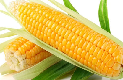 Heirloom Organic Golden Cross Bantam Sweet Corn Seeds