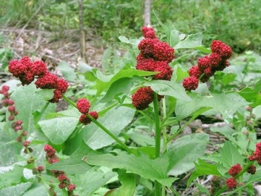 RARE Native American Heirloom Organic Strawberry Spinach Seeds ( Chinese Gooseberry/ Indian Ink Plant/Strawberry Blite)