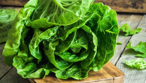 Organic Heirloom Little Caesar Lettuce Seeds