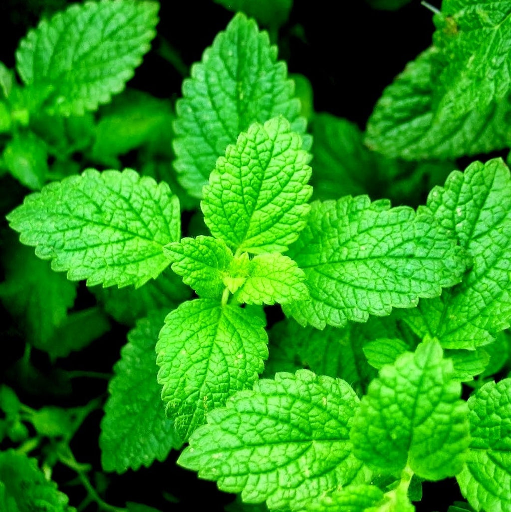 plant spearmint seeds Organic Heirloom Spearmint Seeds