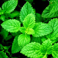 Organic Peppermint Seeds Great Herb!