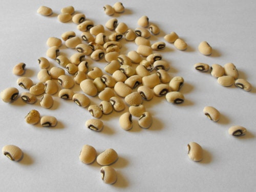 RARE ENDANGERED Cynthia Bean (COWPEA) Seeds Extremely Rare Endangered Plant Species