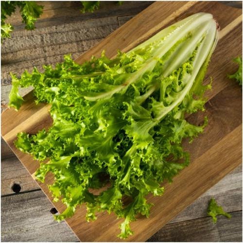 Heirloom Organic Salad King Endive Seeds