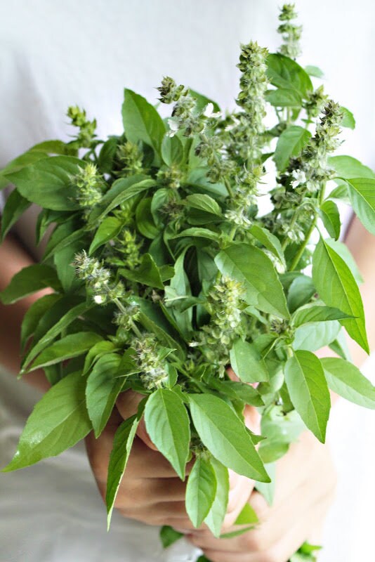 Heirloom Organic Lemon Basil Seeds