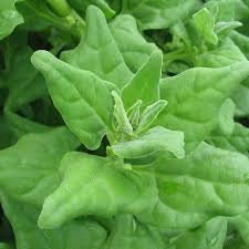 Heirloom Organic New Zealand Spinach Seeds