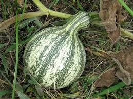 Heirloom Organic Green Striped Cushaw Pumpkin Seeds