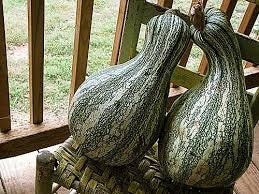 Heirloom Organic Green Striped Cushaw Pumpkin Seeds