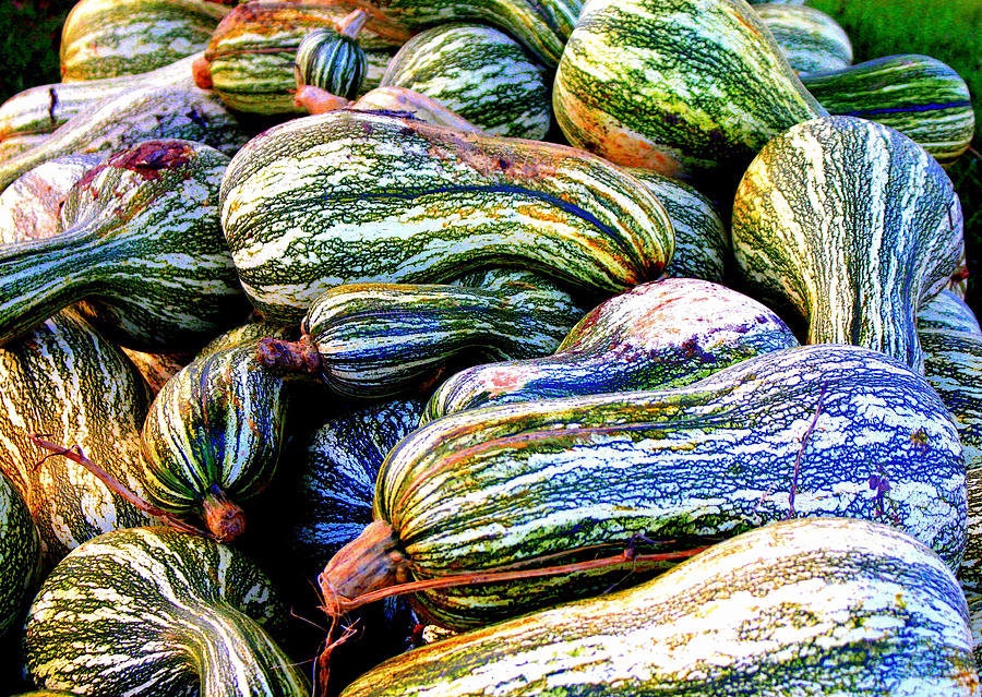 Heirloom Organic Green Striped Cushaw Pumpkin Seeds