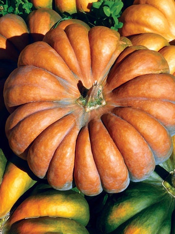 RARE Heirloom Organic Cinderella Pumpkin Seeds (Musquee De Provence Pumpkin, Fairytale pumpkin)