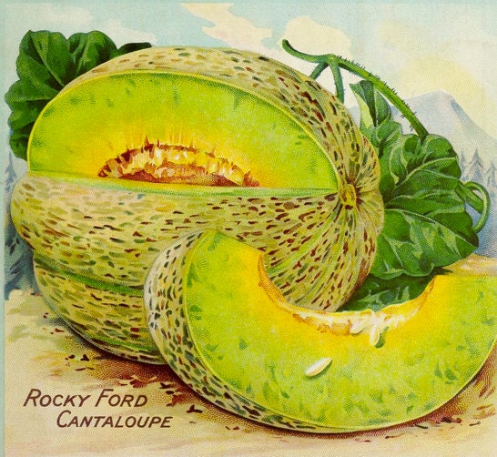 RARE Heirloom Organic Rocky Ford Green Flesh Melon Seeds (Aka Eden Gem Melon)