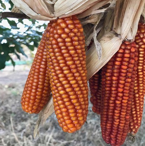 Heirloom Organic Orange Asian Waxy Chinese Corn Seeds