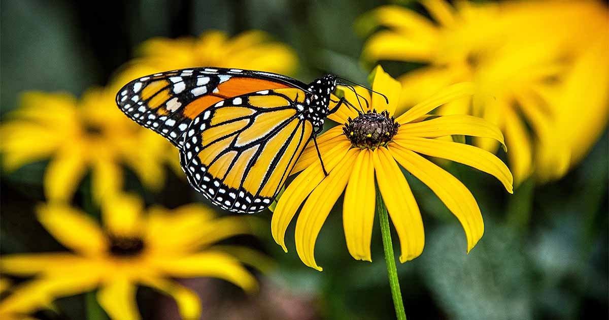 Heirloom Organic Black-eyed Susans Flower Seeds