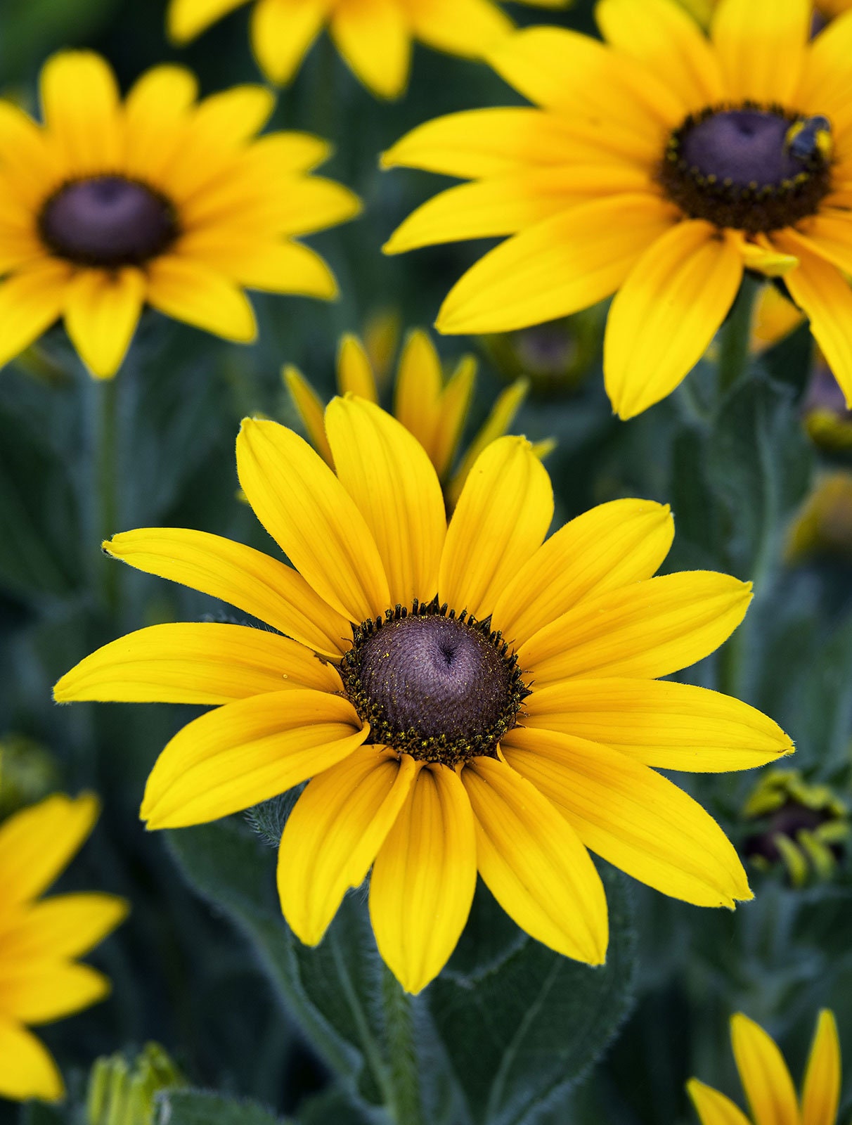 Heirloom Organic Black-eyed Susans Flower Seeds