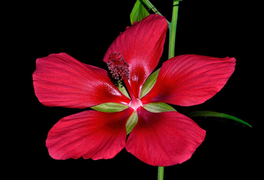 Heirloom Organic Texas Star Hibiscus Seeds (Aka Scarlet Rose Mallow, Swamp Hibiscus, Brilliant Hibiscus, Scarlet Hibiscus)