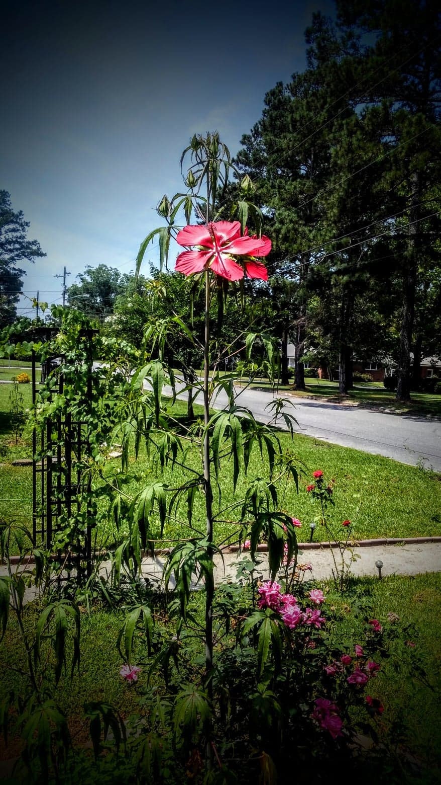 scarlet rose mallow seeds Heirloom Organic Texas Star Hibiscus Seeds (Aka Scarlet Rose Mallow, Swamp Hibiscus, Brilliant Hibiscus, Scarlet Hibiscus)