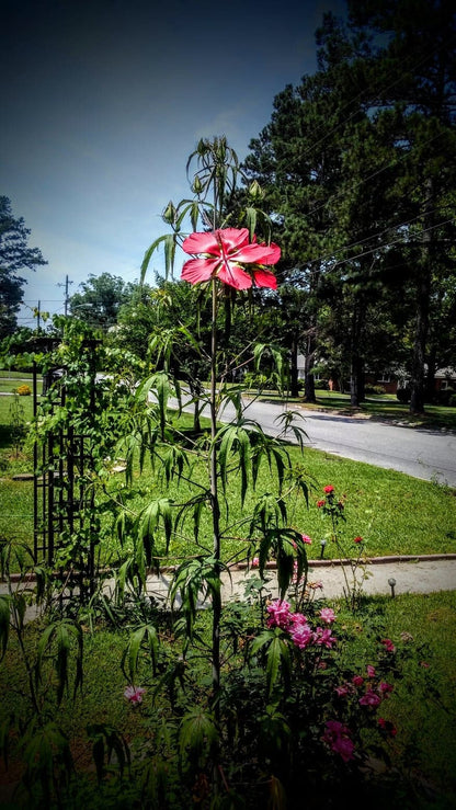 Heirloom Organic Texas Star Hibiscus Seeds (Aka Scarlet Rose Mallow, Swamp Hibiscus, Brilliant Hibiscus, Scarlet Hibiscus)