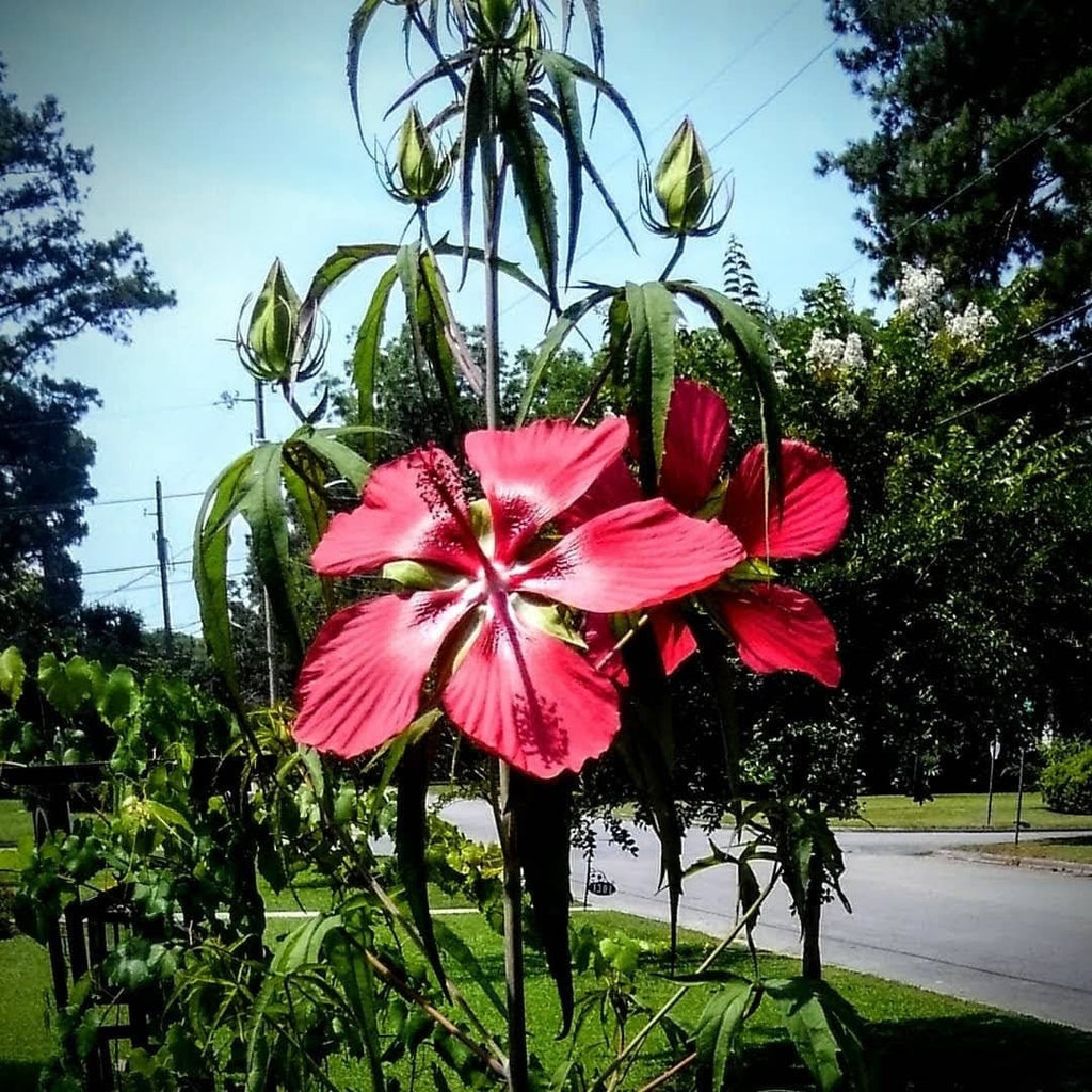 Heirloom Organic Texas Star Hibiscus Seeds (Aka Scarlet Rose Mallow, Swamp Hibiscus, Brilliant Hibiscus, Scarlet Hibiscus)