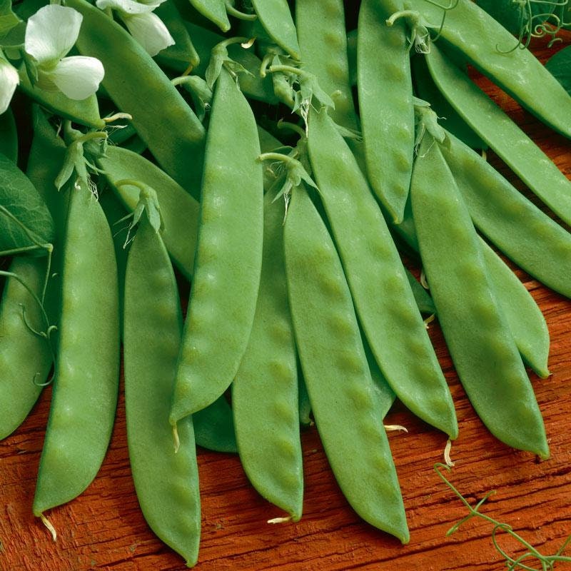 Heirloom Organic Sugar Daddy Stringless Pea Seeds