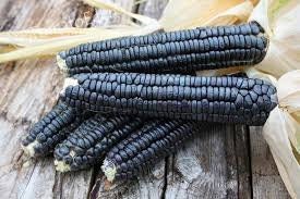 Aztech Corn RARE (NATIVE AMERICAN) Heirloom Organic Black Aztec Corn Seeds (Black ...