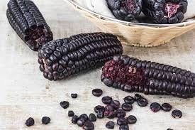 RARE Heirloom Organic Peruvian purple Corn Seeds (Maiz Morado or Incan Ceremonial Maiz)