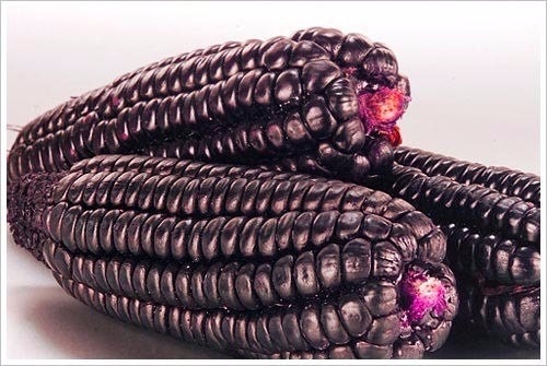 RARE Heirloom Organic Peruvian purple Corn Seeds (Maiz Morado or Incan Ceremonial Maiz)