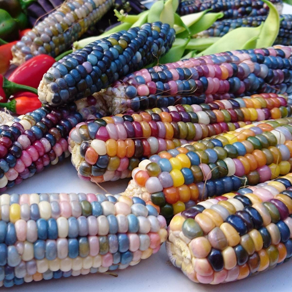 indian corn seeds for planting Heirloom Organic Indian Corn Seeds (Aka Glass Gem Corn)
