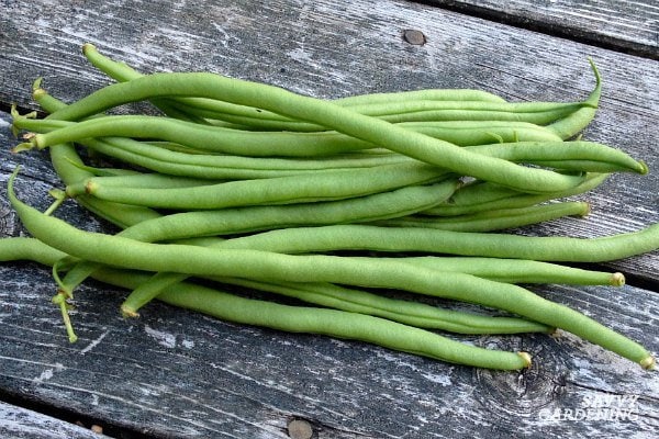 Organic Heirloom Top Crop Bush Bean Garden Seeds