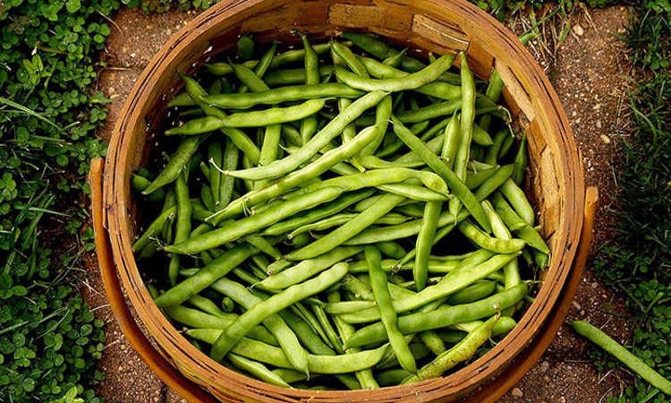 Heirloom Organic Dwarf Gray Sugar Garden Peas Seeds