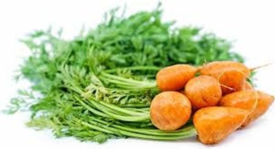 Hierloom Organic Rare Parisian Round Carrot Seeds (Aka Parisienne Carrot, Tonda Di Parigi)