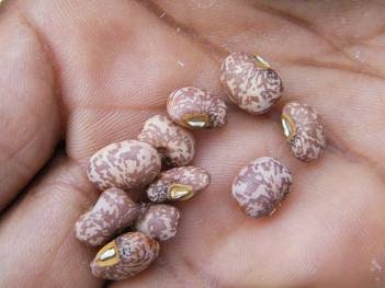 SUPER RARE ENDANGERED Avakli Bean Seeds ******Endangered plant****