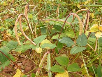 SUPER RARE ENDANGERED Avakli Bean Seeds ******Endangered plant****