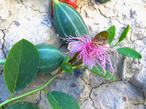 RARE ENDANGERED Caucasian Caper Seeds Extremely Rare Endangered Plant Species