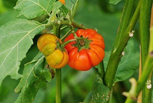 RARE ENDANGERED Rwandan Eggplant Seeds Extremely Rare Endangered Plant Species