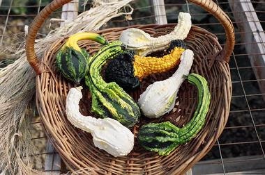 Heirloom Organic Autumn Wings Gourd Seeds