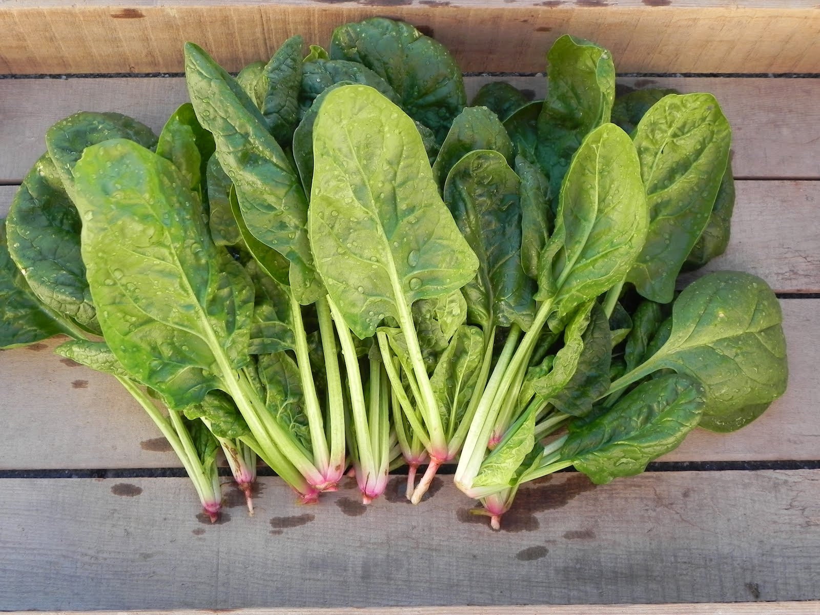 Heirloom Organic Whale Spinach Seeds