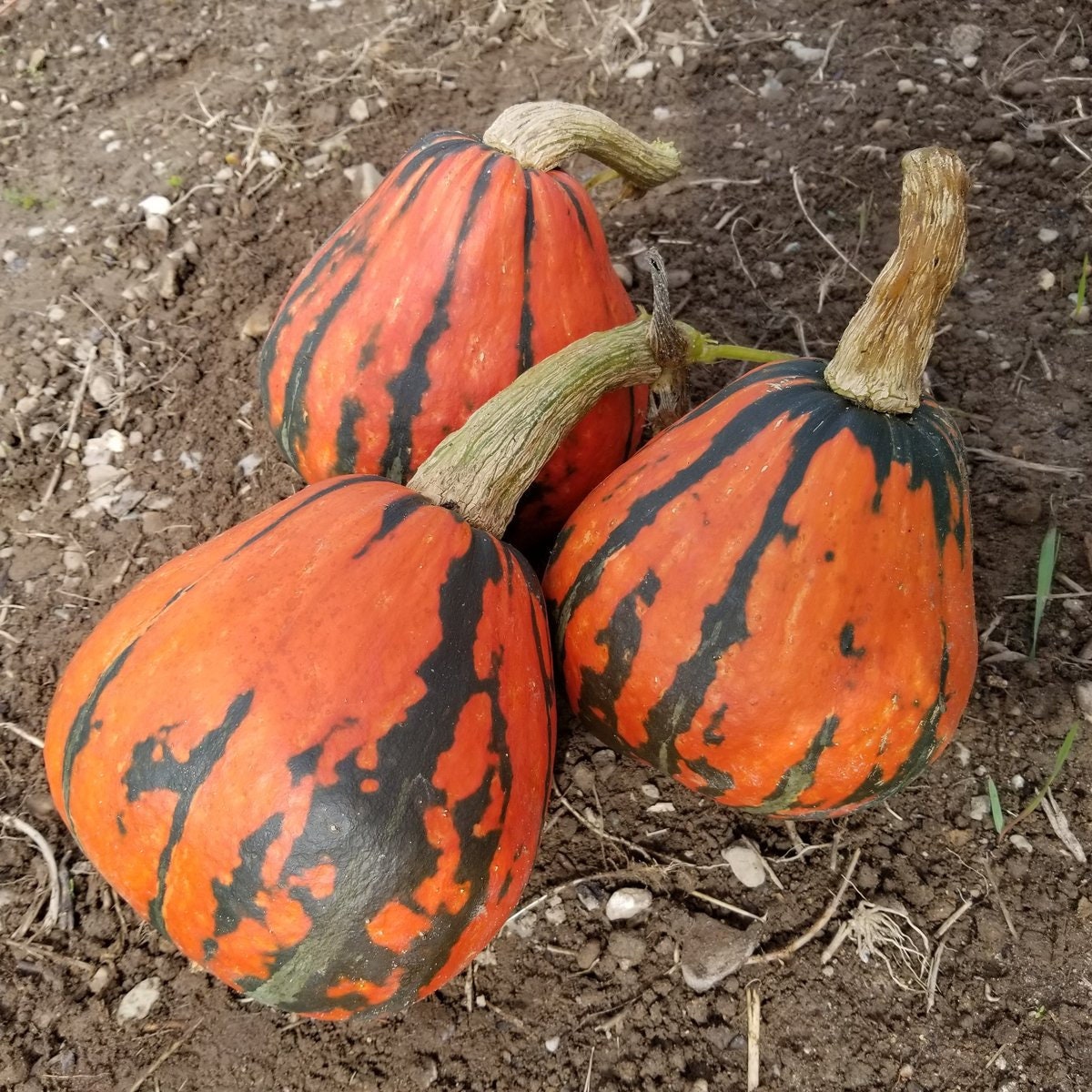 Heirloom Organic Lakota Winter Squash Seeds